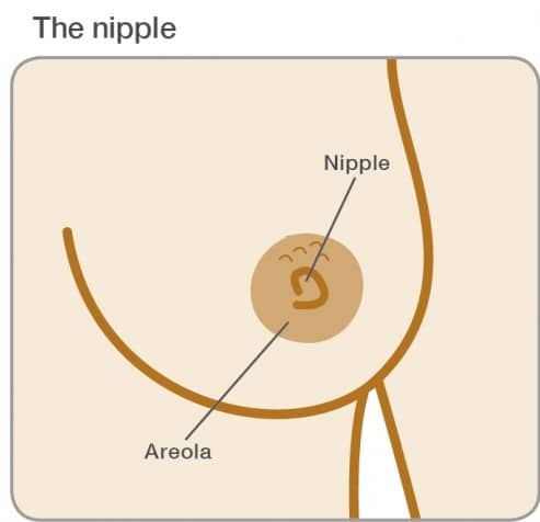 Nipples: what's normal and why do we have them?