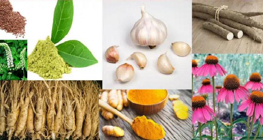 Herbs That Can Prevent Breast Cancer Chances