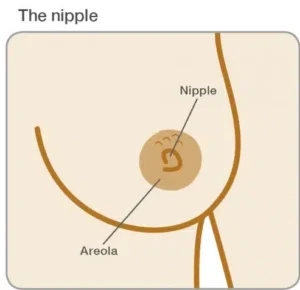 know your normal nipples